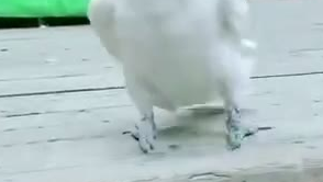 八哥舞台跳海草舞